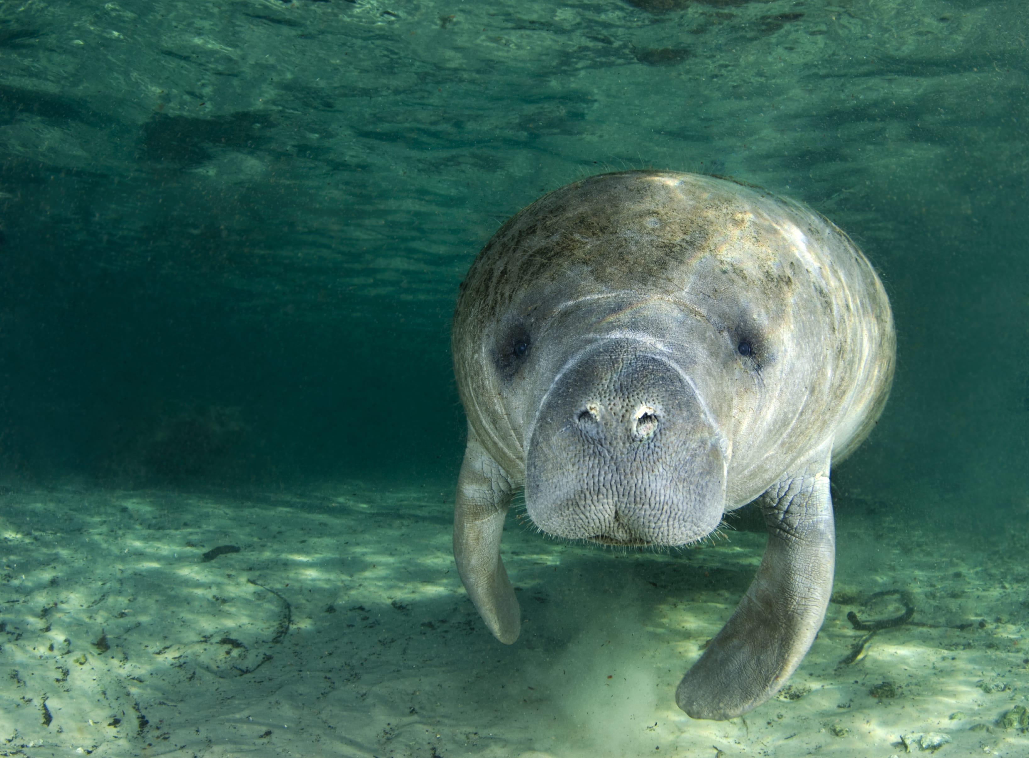 Морская корова 8 букв. Ламантин морская корова. Стеллерова корова. Амазонский Ламантин. Самка ламантина.